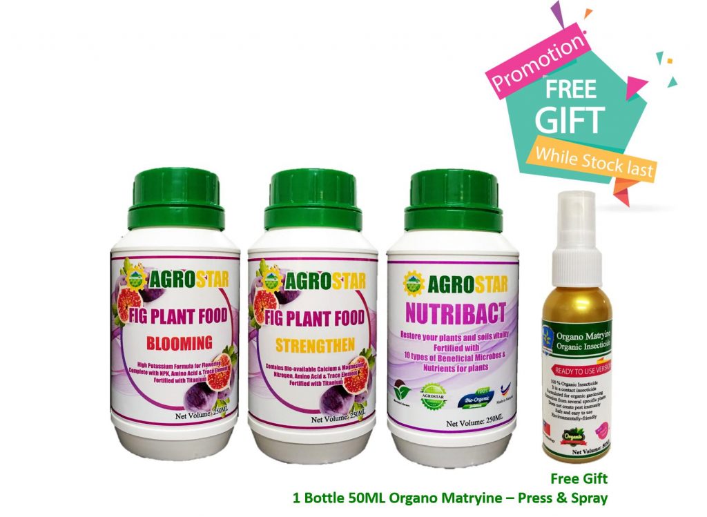 AGROSTAR – Fig Plant Food Premium Pack ( Blooming & Strengthen ) complete with Amino Acid, NPK, Calcium, Magnesium, Sulphur, Trace Elements fortified with Titanium (2 X 250ML) Plus NutriBact (250ML) and FREE GIFT