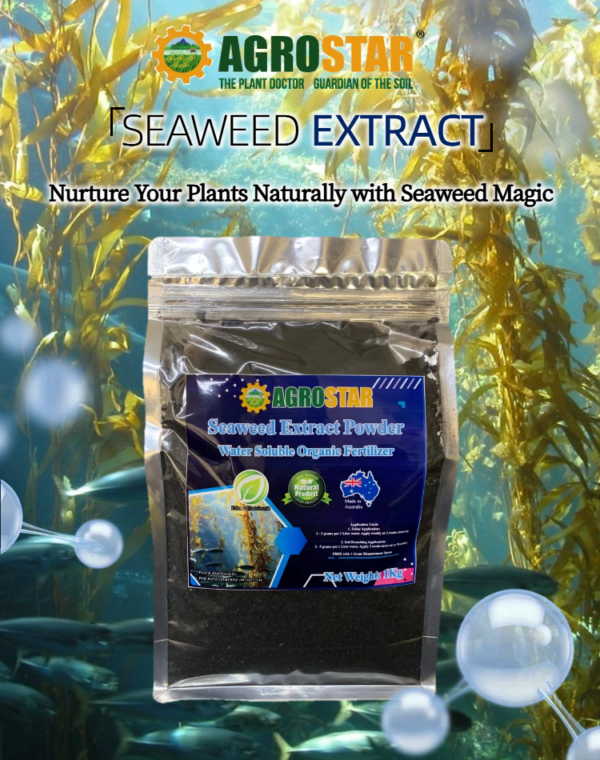 Seaweed Extract Powder 1KG - Image 2