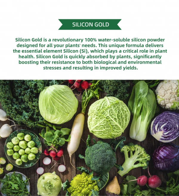 Silicon Gold 100% Water Soluble Silicon Powder 150GM - Image 3